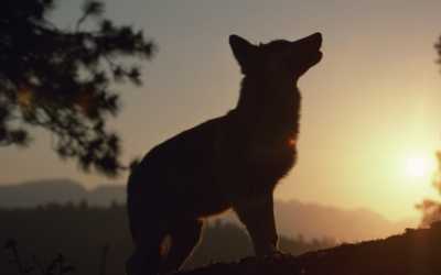 Episode 21: Geeking Out About Robin Hobb: Fantasy That Represents – LGBTQ+, Gender Roles, Classism, + More